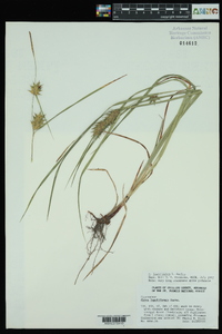 Carex louisianica image