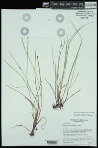 Scleria pauciflora var. pauciflora image