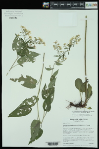 Symphyotrichum drummondii var. texanum image