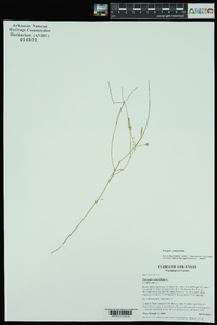 Polygala ambigua image