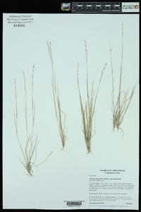 Aristida dichotoma var. dichotoma image