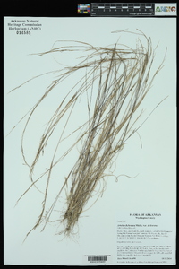 Aristida dichotoma var. dichotoma image