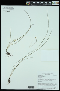 Hypoxis rigida image