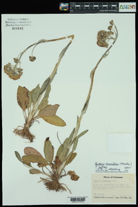 Packera tomentosa image