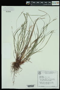 Carex swanii image