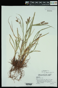 Carex shortiana image