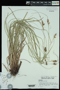 Carex bushii image