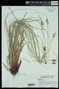 Carex bushii image