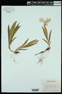 Iris cristata image