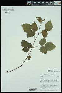 Rubus aboriginum image