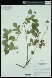 Rubus roribaccus image