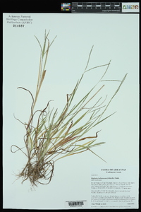 Digitaria ischaemum image