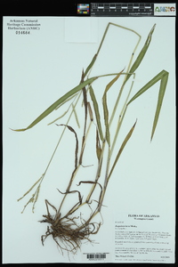 Paspalum laeve image