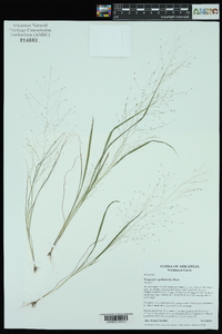 Eragrostis capillaris image