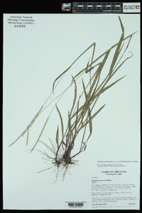 Paspalum setaceum var. muhlenbergii image