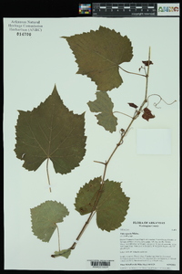 Vitis riparia image