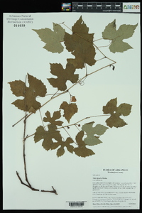 Vitis riparia image