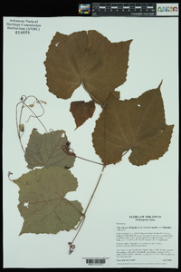 Vitis cinerea image