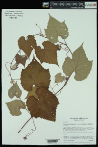 Vitis cinerea image