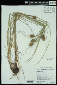 Carex squarrosa image