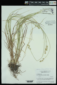 Carex reniformis image