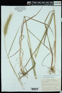 Elymus glabriflorus image