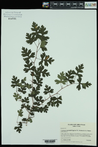 Crataegus marshallii image