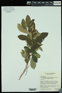 Lyonia ligustrina var. foliosiflora image