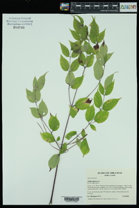 Aralia spinosa image