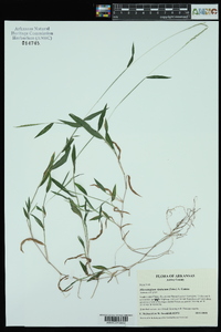 Microstegium vimineum image