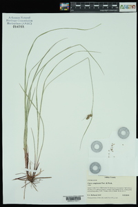 Carex complanata image