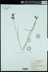 Juncus scirpoides image