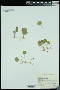 Hydrocotyle verticillata image