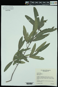 Quercus phellos image