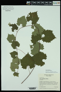 Vitis rotundifolia image