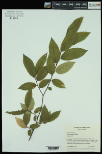 Ulmus alata image