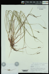 Carex swanii image