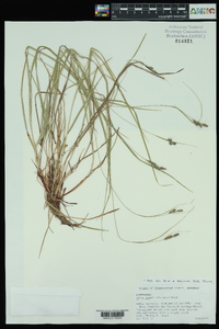 Carex swanii image