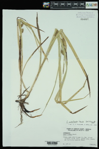 Carex aureolensis image