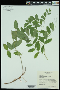 Lathyrus venosus image