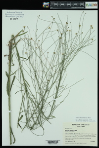 Boltonia diffusa var. diffusa image