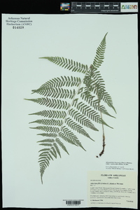 Athyrium filix-femina subsp. asplenioides image