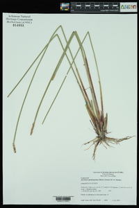 Eleocharis quadrangulata image