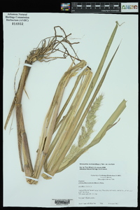 Echinochloa muricata var. muricata image