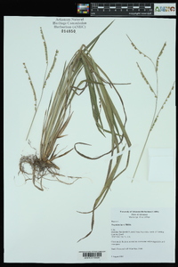 Paspalum laeve image