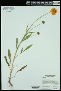 Coreopsis lanceolata image