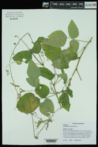 Desmodium canescens image