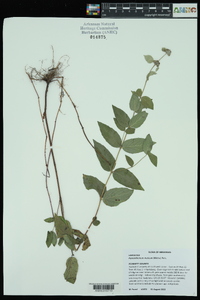 Pycnanthemum muticum image