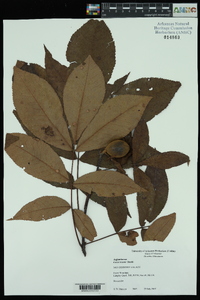 Carya texana image