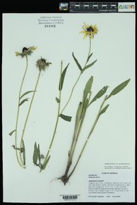 Rudbeckia hirta var. pulcherrima image